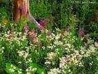 wildflowers